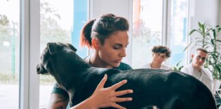 A Milano, il primo percorso formativo come “Operatore Dog Massage”: una scuola per diventare ufficialmente un professionista cinofilo che si occupa del benessere del cane