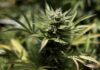 Usi e abuso della cannabis tra le nuove generazioni