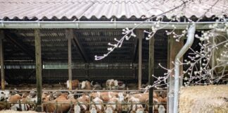 Carne ‘sintetica’? Regione Lombardia dice NO. Ma per Legambiente è un falso problema