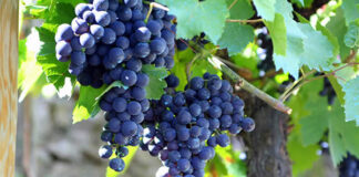 Alla scoperta del vitigno Mencia, tesoro enologico spagnolo