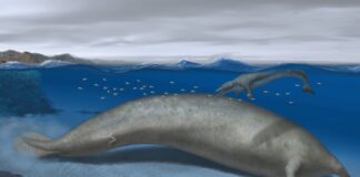 Scoperto in Perù l’animale più pesante mai vissuto, il cetaceo Perucetus colossus