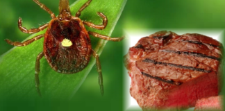 Allergia alla carne rossa, un preoccupante problema emergente