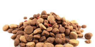 Alimentazione del cane: gli errori da non commettere