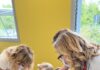 LOOK 4 ME: il progetto di estetica oncologica per i giovani pazienti del Centro Maria Letizia Verga coinvolge anche le famiglie e il personale