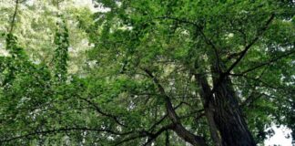 Milano Green Week 2023: gli eventi dell’Università Statale