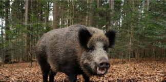 Peste suina e caccia al cinghiale, ecco i conti che non contano