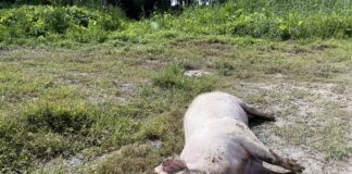 Peste suina, Fontana chiede intervento esercito, Legambiente avverte sulla caccia al cinghiale