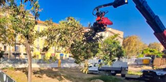 Tigli tagliati in Piazza Baiamonti, comitati ed opposizione chiedono dimissioni assessore Grandi