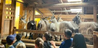 Una giornata dedicata al divertimento e all’inclusione: per la prima volta i bimbi dell’IRCCS Policlinico San Donato in gita all’agriturismo Ferdy Wild