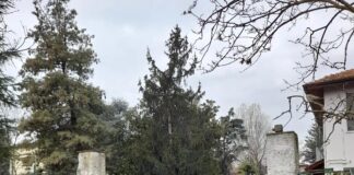 Bosco via Falck, alberi abbattuti, protesta dei comitati
