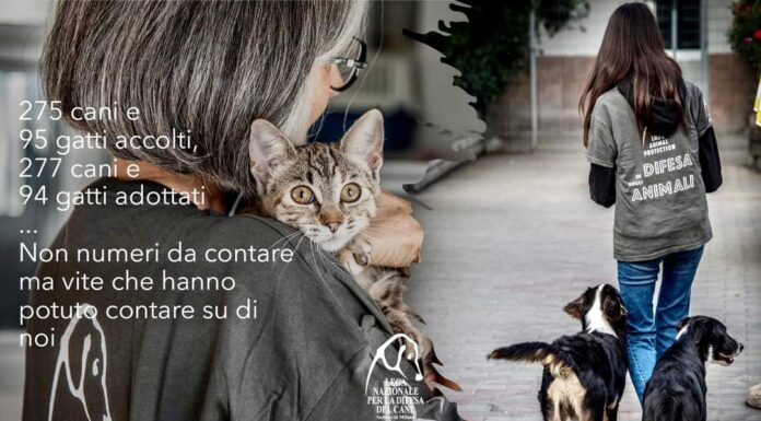 Lega Nazionale per la difesa del cane a Segrate, i numeri del 2023