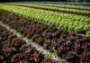 Food bio, Demeter presente per il quarto anno al Biofach di Norimberga