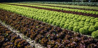 Food bio, Demeter presente per il quarto anno al Biofach di Norimberga