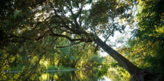 50 anni di Parco del Ticino, ricco calendario di festeggiamenti