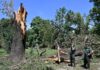 Nubifragio del 25 luglio, selezionate tredici opere per recuperare il legno degli alberi abbattuti dal vento