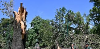 Nubifragio del 25 luglio, selezionate tredici opere per recuperare il legno degli alberi abbattuti dal vento