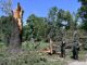 Nubifragio del 25 luglio, selezionate tredici opere per recuperare il legno degli alberi abbattuti dal vento