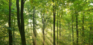 Bosco delle Querce, 420.000 dalla Regionee