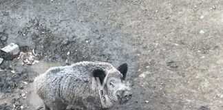 Peste suina, summit in Provincia a Lodi Coldiretti: forte preoccupazione sul territorio