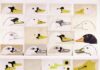La mostra su Enzo Mari prodotta da Triennale Milano viene presentata al Design Museum di Londra