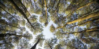 Festa dell’Albero edizione Primavera 2024 di Legambiente, 21-24 marzo