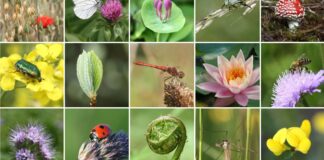Biodiversità,al via progetto ‘Natural connections’ da 46 milioni su 9 anni