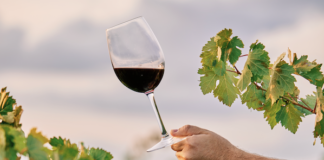 Cantine Aperte 2024, successo oltre ogni aspettativa per la 32a edizione