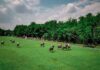 Da oggi Torneo Polo El Porteno Golden Cup 2024 al Mimosa Club di Pogliano Milanese