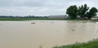 Maltempo, Lombardia: campi sommersi Semine in tilt, a rischio orzo e frumento