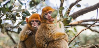 Esplorare la natura: 5 idee regalo per ogni amante negli animali