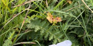 Plants Play Orchestra – Summer in Milan 2024