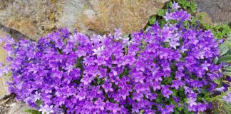 Perché i Fiori Perenni Sono Così Popolari in Europa? Opinione di un Esperto