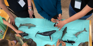 VISTAMARE, il festival per le famiglie che porta il mare a Milano