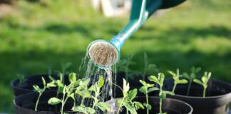 Giardinaggio biologico: Abbracciare una mentalità eco-compatibile e come curare il giardino