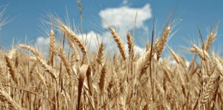 Cereali: Cia, via libera a Granaio Italia. Vittoria della Confederazione
