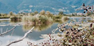 Qualità delle acque nei laghi di Iseo e Maggiore, accordo Regione-Università Bicocca