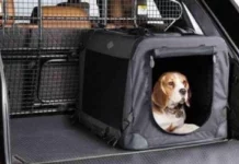 Sindrome da rientro anche per cani e gatti