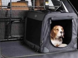 Sindrome da rientro anche per cani e gatti