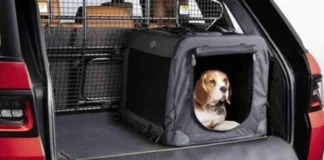 Sindrome da rientro anche per cani e gatti