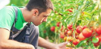 Intesa Sanpaolo: Monitor distretti Agroalimentari