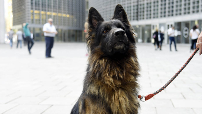 athos