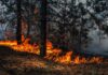 Contrasto incendi boschivi, 2,3 milioni da Regione