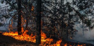 Contrasto incendi boschivi, 2,3 milioni da Regione