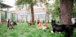 Se il tuo cane potesse vivere una giornata perfetta mentre sei in ufficio?