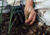 Giornata Mondiale del Suolo: i suoli della Pianura Padana sono malati