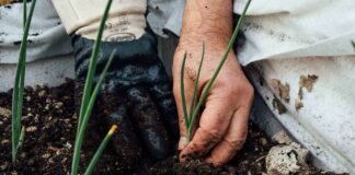 Giornata Mondiale del Suolo: i suoli della Pianura Padana sono malati