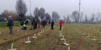 Forestami a Corbetta: 700 nuovi alberi per il Bosco Urbano