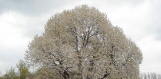 Ciliegio Monumentale di Besana Brianza: firmata la convenzione