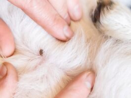 Acari del cane: ecco come individuarli e combattere questo problema