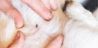Acari del cane: ecco come individuarli e combattere questo problema
